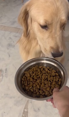 お皿から顔を背ける大型犬