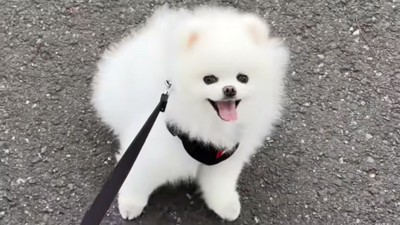 帰宅拒否するマヨちゃん1