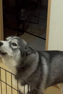 吠える犬