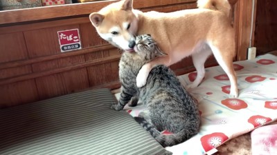 またキスされちゃった…