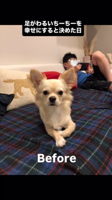 ソファーで伏せするチワワ、後ろでゲームをする子供