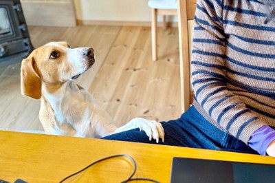 飼い主の足に前足を乗せたビーグル