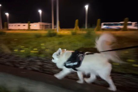 ドキドキの全力疾走