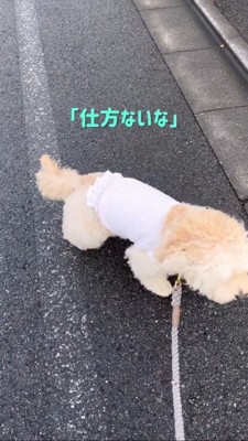 歩き出す犬