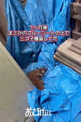 1ヶ月後、子犬が産まれていた！
