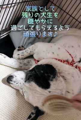 ブラッシングしてもらう犬