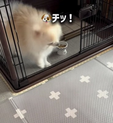 舌打ちしたような犬