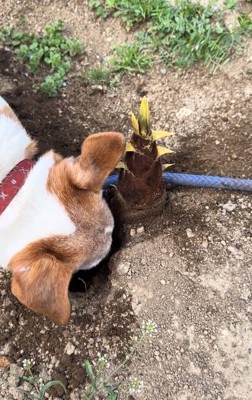 地面に鼻を入れるワンコ