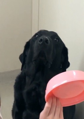 目の前で叱られる大型犬