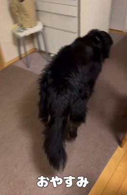 寝床に向かうリンちゃん