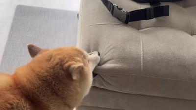 ブチギレるおもちちゃん