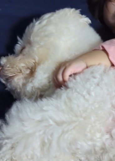 眠っている犬の横顔