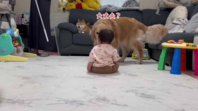 おからちゃんが駆け寄る♡