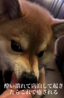 手を舐めてくれた