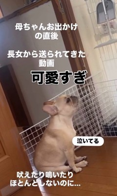 ママさん外出後のこむぎちゃん4