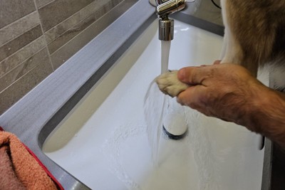 水で足を流す犬