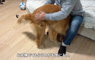 足の間に入る犬