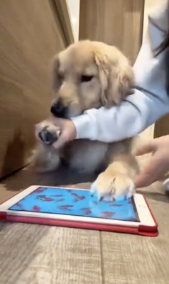 納得はいっていないコロッケ