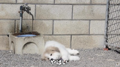 子犬のころのムギちゃん