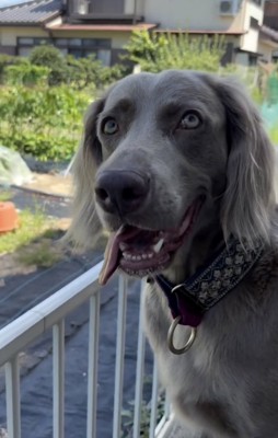 「あれを見て」