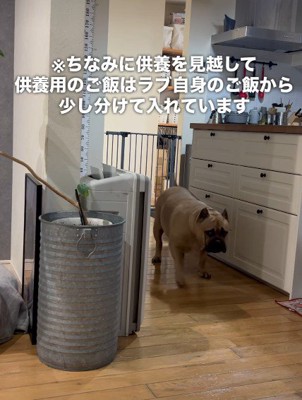 いそいそとレティちゃんの祭壇へ