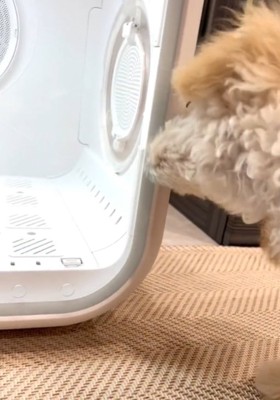 扉を噛む犬2