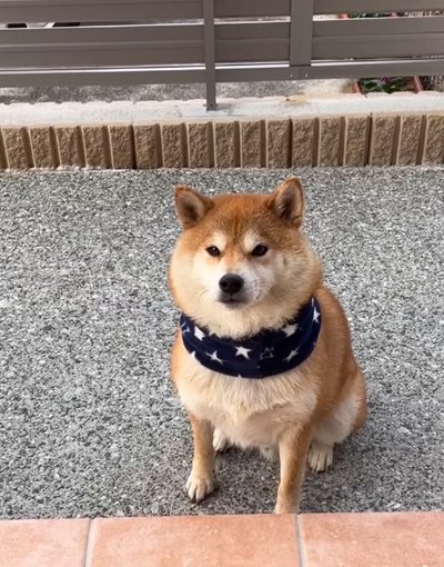 お世話になったじーじを待つ犬