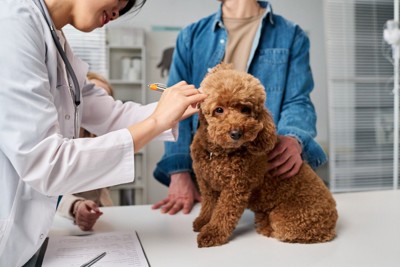 飼い主と一緒に耳の診察を受ける犬