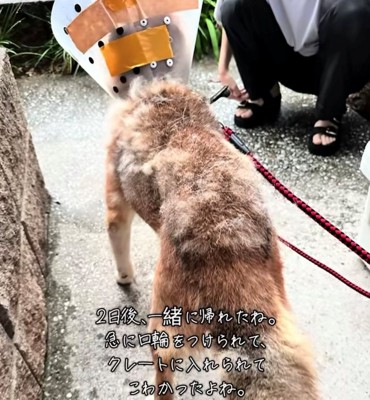 エリザベスカラーをつけて立つ犬