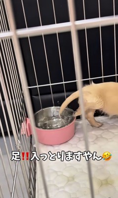 足湯を覚えた赤ちゃん犬3