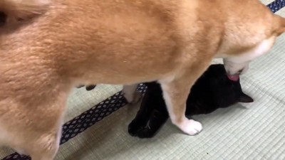 お顔をペロペロ♡
