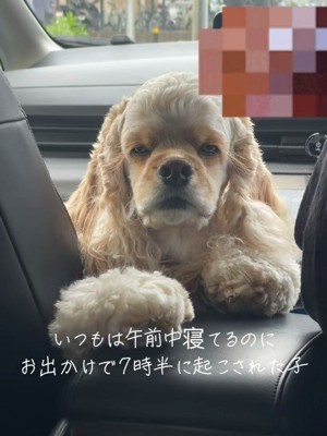 早起きした日のエルくん3