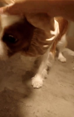 皿に顔を近づける犬