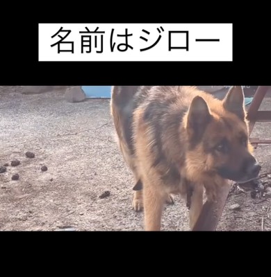 屋外のシェパード