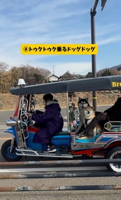 色々な乗り物に乗るおもち君⑩