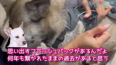 ぶるぶる震えるアッチャン