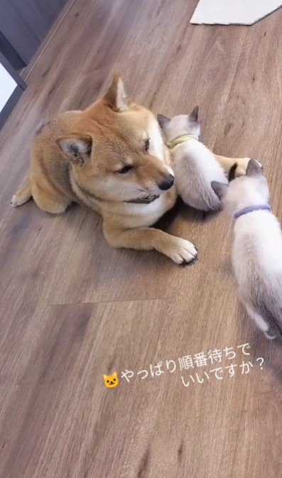 ティーくんの順番待ち