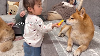 「ポテトだよ」