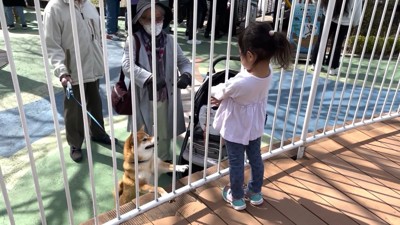 「戻ってきて!」とお手々を伸ばす花子ちゃん