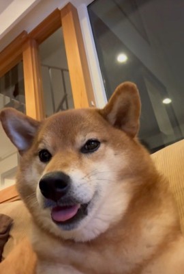 こたろう君の耳に触れた時の反応3