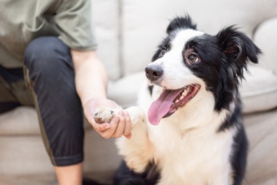 ボーダーコリー