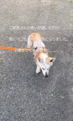 お散歩が出来るようになったよ