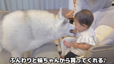 赤ちゃんの持っているおやつに顔を近づける犬