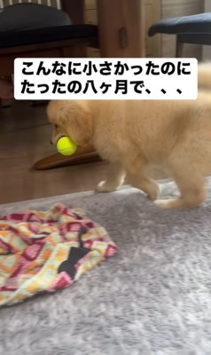 ビビちゃんの成長