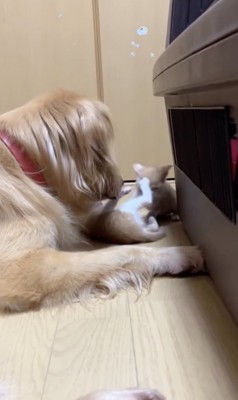 見守るこはくちゃん