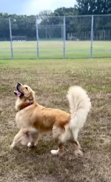 芝生の上で遊ぶゴールデンレトリバー