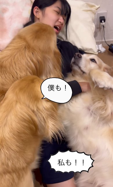 座る女の子に激しくアピールしまくる2頭のゴールデンレトリバー