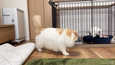 ケージの前を歩く猫