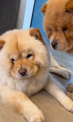 小梅ちゃんとちゃちゃまる君