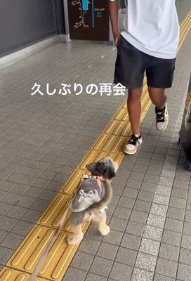 お兄ちゃんに気づいたスノーちゃん